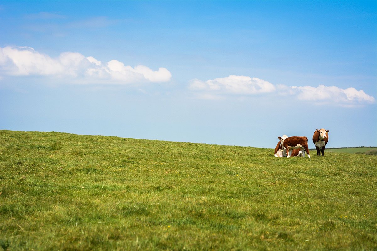 Field & Cow